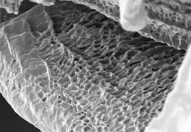 SEM image of StemGel 3
